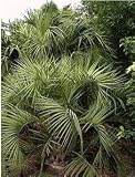 Eigenschaften tropical.garden  / Gelee-Palme - Butia carpitata 5K