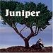 Juniper