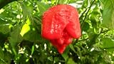 Trinidad Butch T Scorpion Plants Combination Pack!
