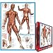 Jigsaw Puzzle , Muscular System, 1000 pieces, 119.25 in X 26.5 in. Ships same day.