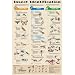 Insect Identification Chart Poster