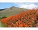 Photographic Prints of Crocosmia, Kerry hedgerow from Ros Drinkwater