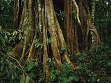 The Buttressed Roots on a Strangler Fig Tree Photographic Poster Print, 24x18