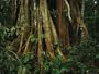 The Buttressed Roots on a Strangler Fig Tree Photographic Poster Print, 24x18