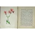WILD FLOWERS ANNE PRATT RAGGED ROBIN COLOUR PRINT