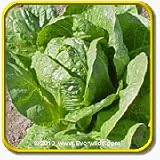 1 Oz Romaine Lettuce Seeds - 'Parris Island Cos' Bulk Vegetable Seeds
