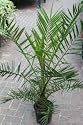 Phoenix canariensis- Pygmy Date Palm 1.5m GGOIP30