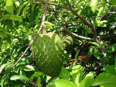 First Vita Plus Guyabano Soursop Anti Cancer