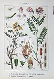 Flowers Sturms 1901 Coronilla Vaginalis Varia Comosa