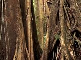 Buttress Fig Trees, Ujung Kulon National Park, Indonesia Photographic Poster Print