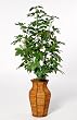 House of Silk Flowers Artificial Schefflera Floor Plant 24"W x 42"H
