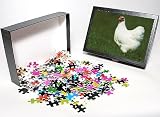 Photo Jigsaw Puzzle of JPF-13106 Chicken - Wyandotte white hen from Ardea Wildlife Pets