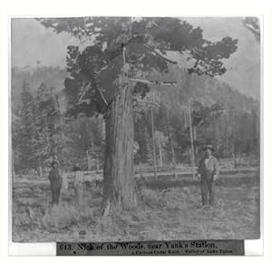 Historic Print (S): Nick of the Woods, near Yank's Station, A Curious Cedar Knot, Valley of Lake Tahoe