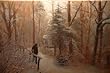 Snow and Path