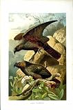 Natural History 1895 Kaka Parrots Birds Colour Print