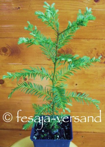 Küsten - Mammutbaum / Coast Redwood (Saatgut, Samen)