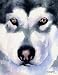 "Alaskan Malamute" Dog Art Print Signed by Artist ...