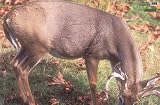 Martin Archery Game Targets - Whitetail Deer