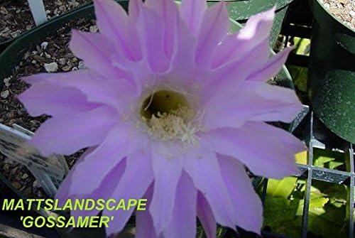 Echinopsis, 'GOSSAMER,' Trichocereus, Lobivia, Epiphyllum, 3 Gallon, Orchid Cactus, Blooming Cactus