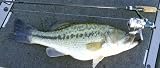The art of southern large mouth bass fishing (The southern art of fishing)