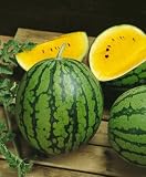 Yellow Doll Hybrid Watermelon Seeds - Citrullus Lanatus - 0.25 Grams - Approx 12 Gardening Seeds - Vegetable Garden Seed