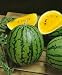 Yellow Doll Hybrid Watermelon Seeds - Citrullus Lanatus - 0.25 Grams - Approx 12 Gardening Seeds - Vegetable Garden Seed