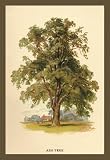 Ash Tree 12x18 Giclee on canvas - Prints - 17621-0CG12