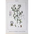 FLOWERS STURMS 1906 CENTAUREA CALCITRAPA SCABIOSA PLANT