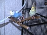 Anflughilfe / Anflugstange f�r den Vo...