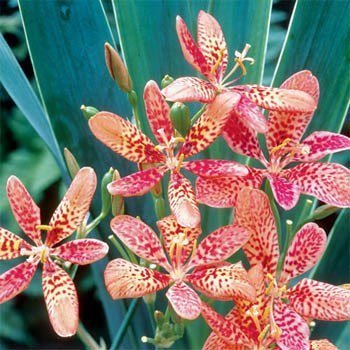Outsidepride Blackberry Lily - 100 Seeds Outsidepride Blackberry Lily - 100 Seeds