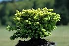 Picea Abies 'Little Gem' - Dwarf Norway Spruce Tree - Pot Size 4