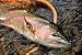 Wallmonkeys Peel and Stick Wall Decals - Nz Rainbow Trout - Removable Graphic