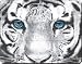 Siberian White Tiger Computer Mouse Mat/Pad Gift, Ref:AT-11M
