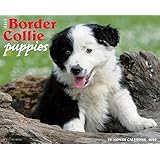 Border Collie Puppies 2015 Wall Calendar