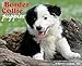 Border Collie Puppies 2015 Wall Calendar