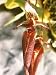 Bulbophyllum fascinator 285