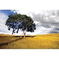 Lone Tree Gallery Wrapped Canvas - 22x28"