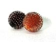 Halloween Spiny Ball Ornaments Set of 2