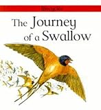 The journey of a swallow
