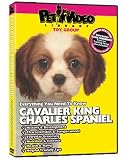 CAVALIER KING CHARLES SPANIEL DVD! Includes Dog & Puppy Training Video