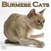   - Burmese Cats 2009 Wall Calendar