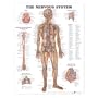 The Nervous System Anatomical Chart