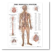 The Nervous System Anatomical Chart