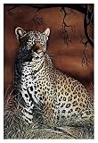 (13x19) Rajendra Singh Sitting Leopard Art Print Poster
