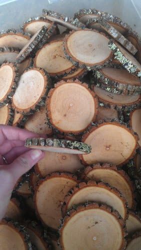 150 2-3" Sourwood Tree Log Disc Wood Slices Branch Button Coaster Rustic Wedding Christmas Ornament