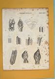 VEGETABLE FLORA FAUNA FLOWER FINE ART ANTIQUE c1800