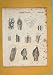 VEGETABLE FLORA FAUNA FLOWER FINE ART ANTIQUE c1800