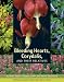 Bleeding Hearts, Corydalis, and Their Relatives