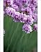 Photographic Prints of Thrift (Armeria maritima) from Science Photo Library