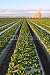 Wallmonkeys Peel and Stick Wall Decals - A Field of Strawberries in Southern California. - Removable Graphic